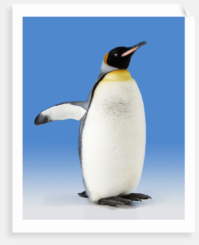 King Penguin by Anonymous