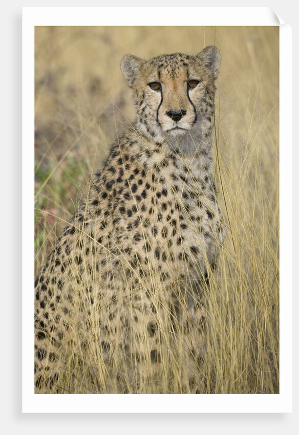 Cheetah in Tall Grass by Anonymous