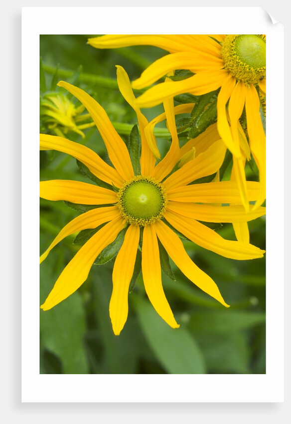 Rubeckia Hirta Flowers by Anonymous