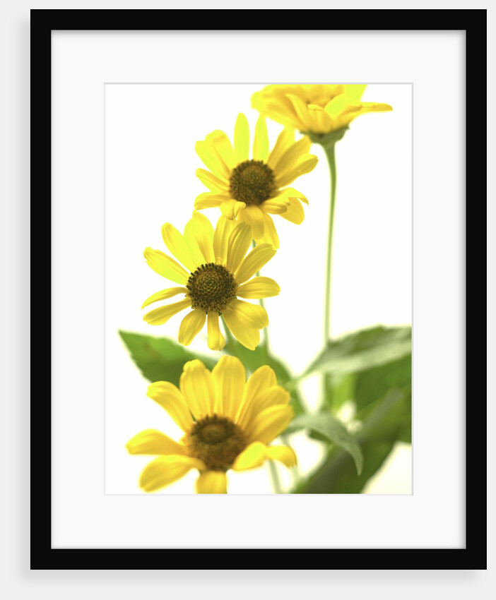 Yellow Daisy by Anonymous