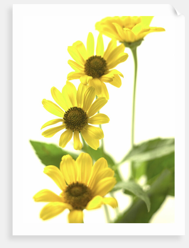 Yellow Daisy by Anonymous