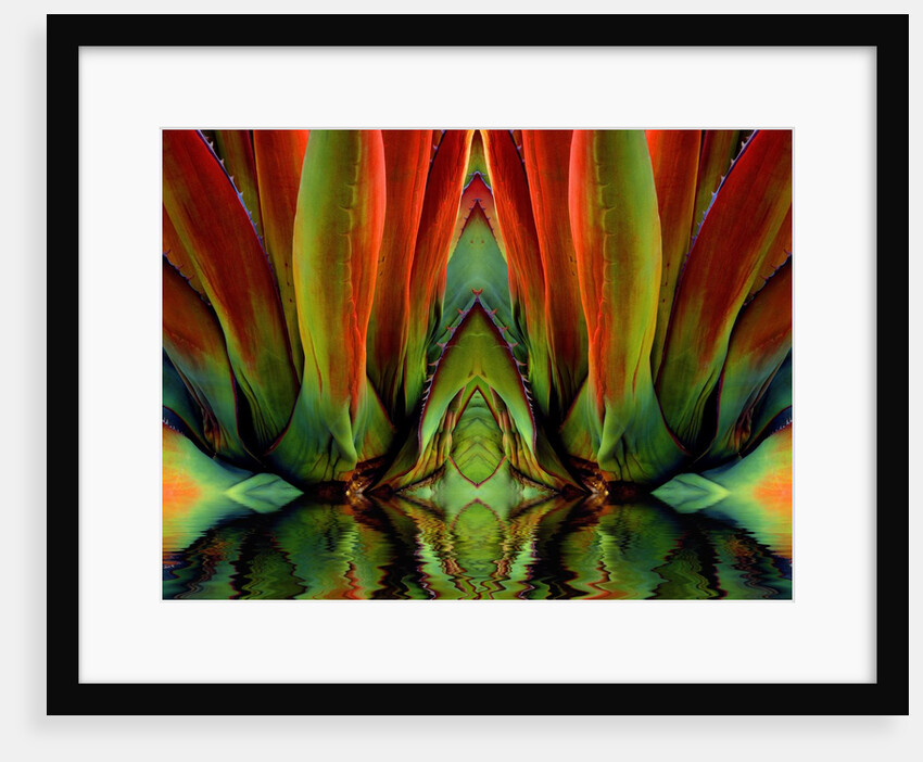 Inside a Flower by Anonymous