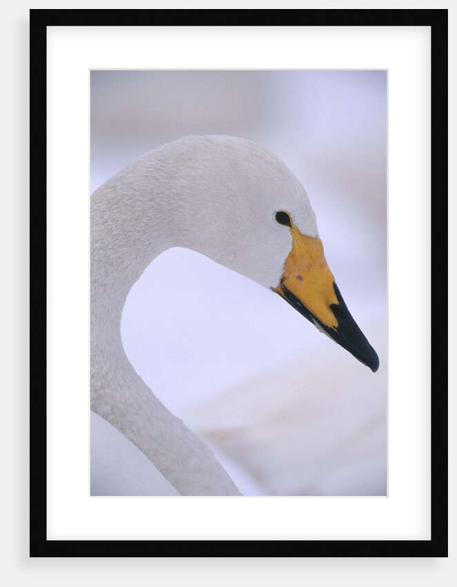 Whooper Swan by Anonymous