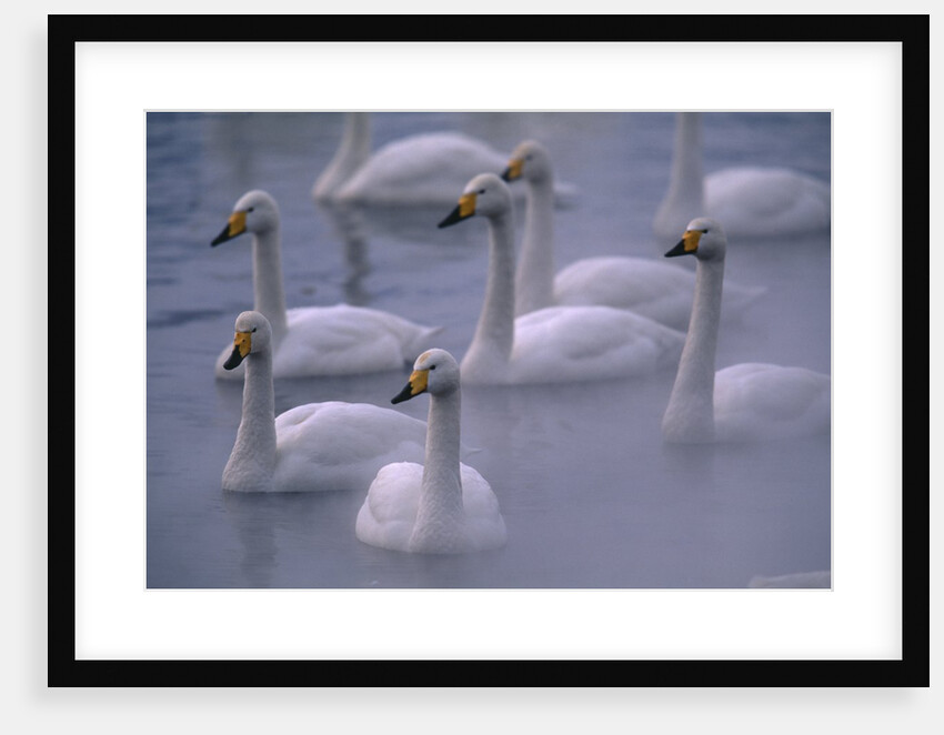 Whooper Swans in Water by Anonymous