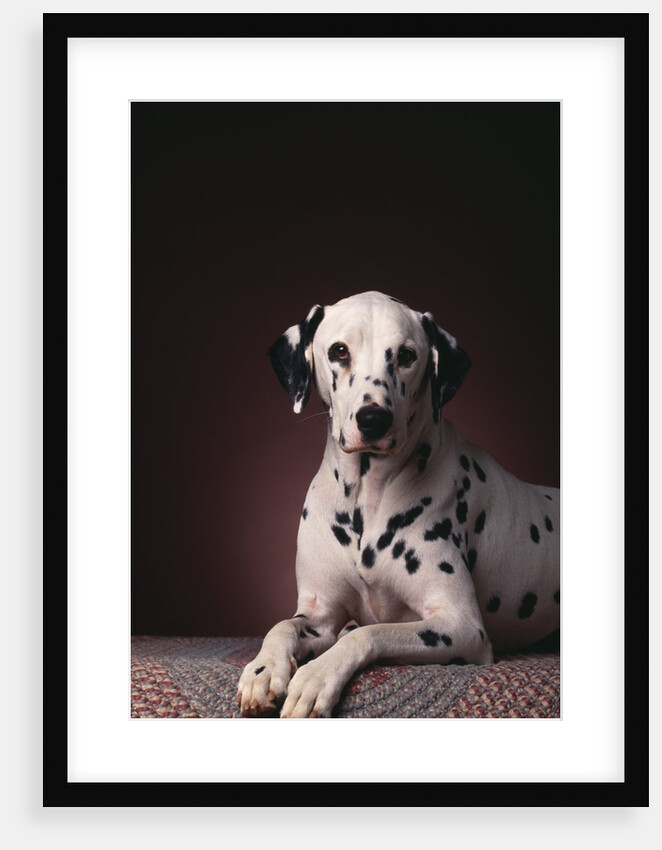 Dalmatian Sitting on Rug by Anonymous