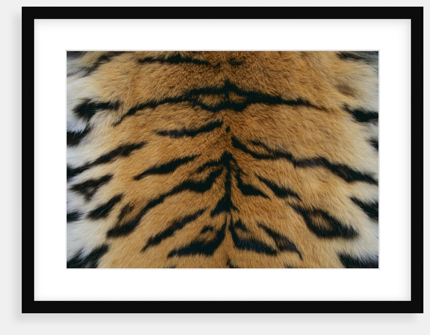 Tiger Fur by Anonymous