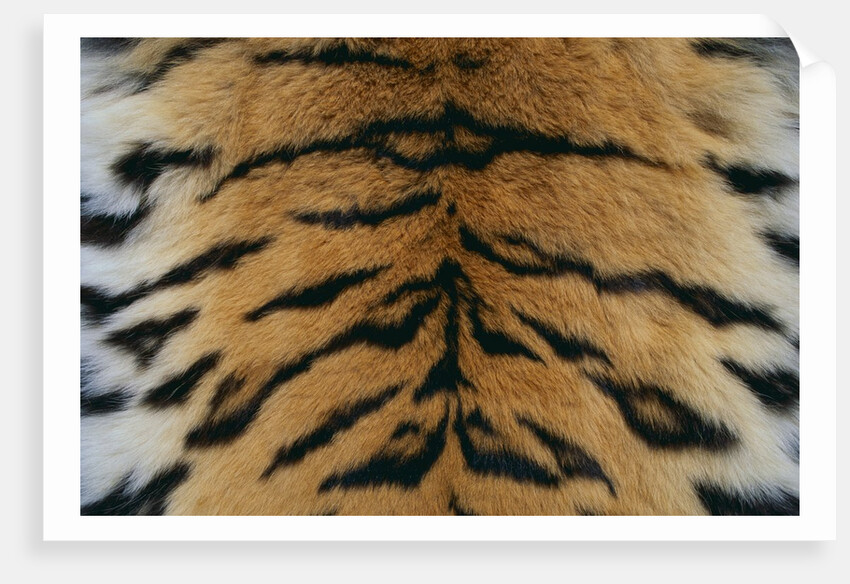 Tiger Fur by Anonymous