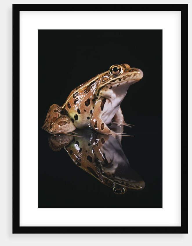 Leopard Frog by Anonymous