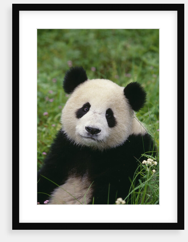 Giant Panda in Grass by Anonymous