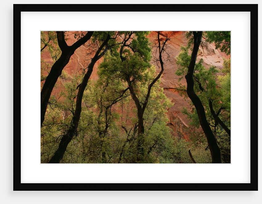 Trees in Zion National Park by Anonymous