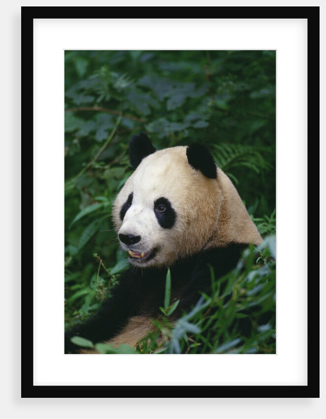 Giant Panda in Forest by Anonymous