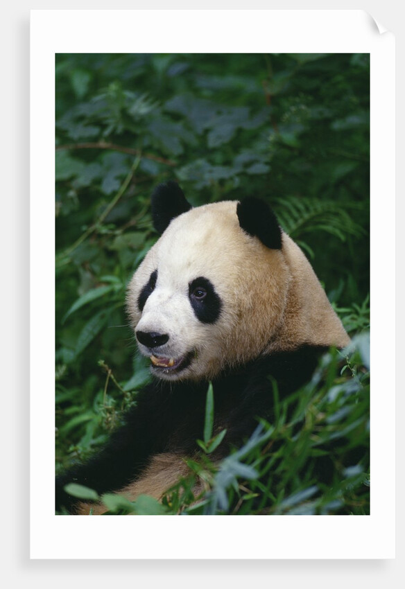 Giant Panda in Forest by Anonymous