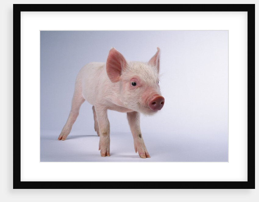 Yorkshire Piglet by Anonymous