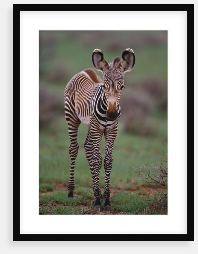 Zebra Calf by Anonymous