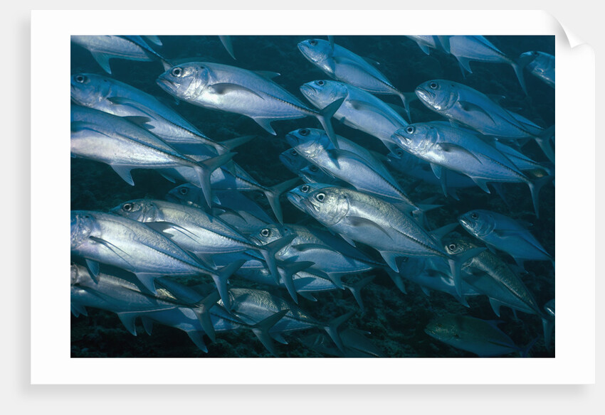 Schooling Bigeye Jack by Anonymous