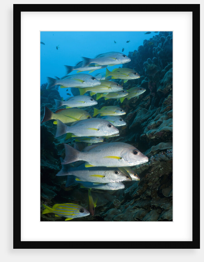 Onespot Snapper and Bluelined Snapper by Anonymous
