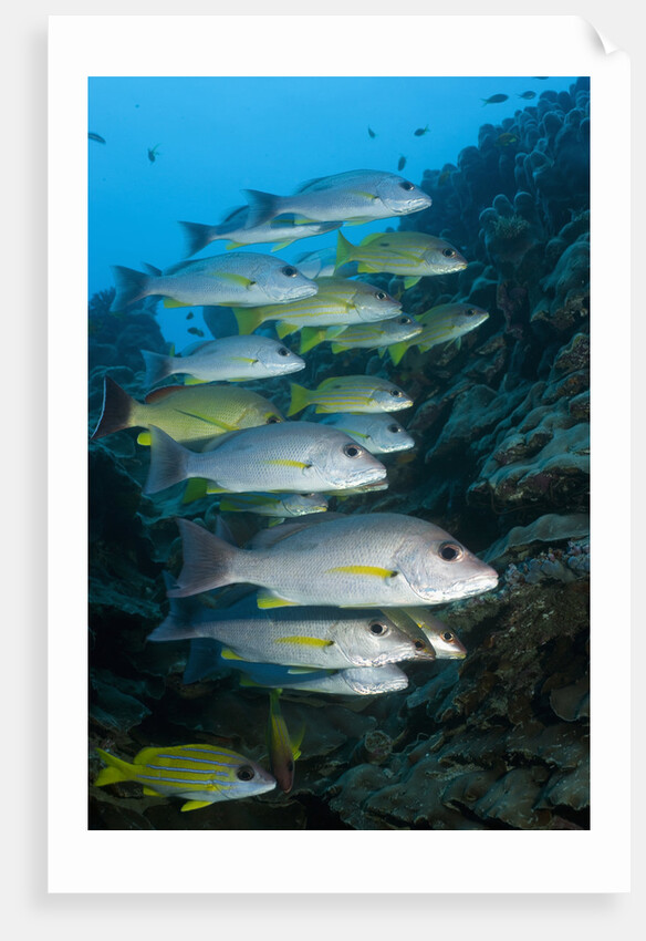 Onespot Snapper and Bluelined Snapper by Anonymous