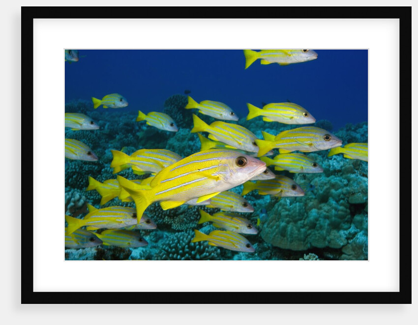 Bluelined Snapper in French Polynesia by Anonymous