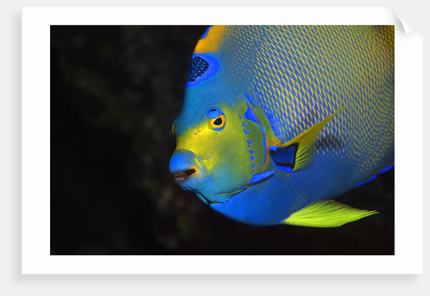 Queen Angelfish in Key Largo by Anonymous