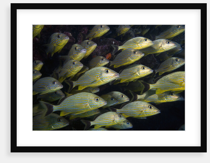 School of Bluestriped Grunt in the Florida Keys by Anonymous