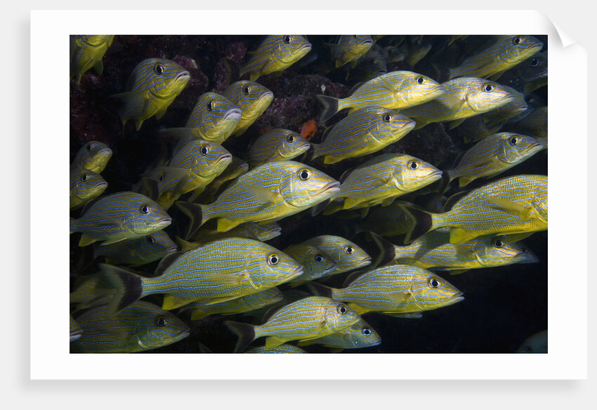 School of Bluestriped Grunt in the Florida Keys by Anonymous