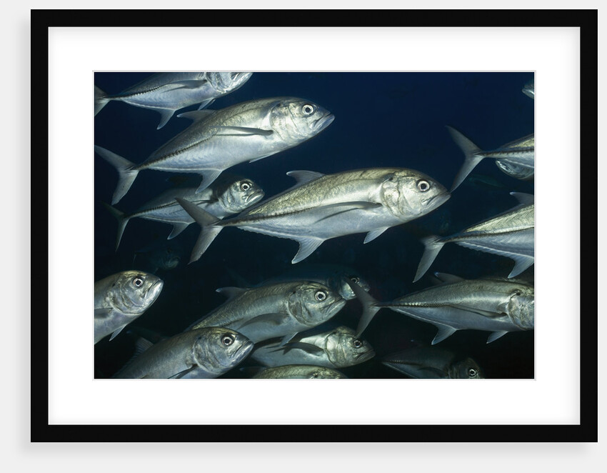 School of Bigeye Jack by Anonymous