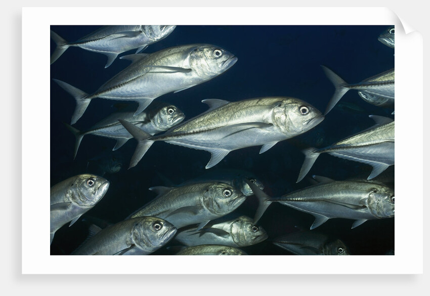 School of Bigeye Jack by Anonymous