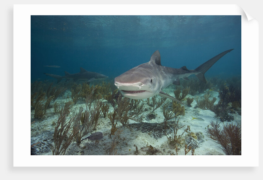 Tiger Shark in the Bahamas by Anonymous