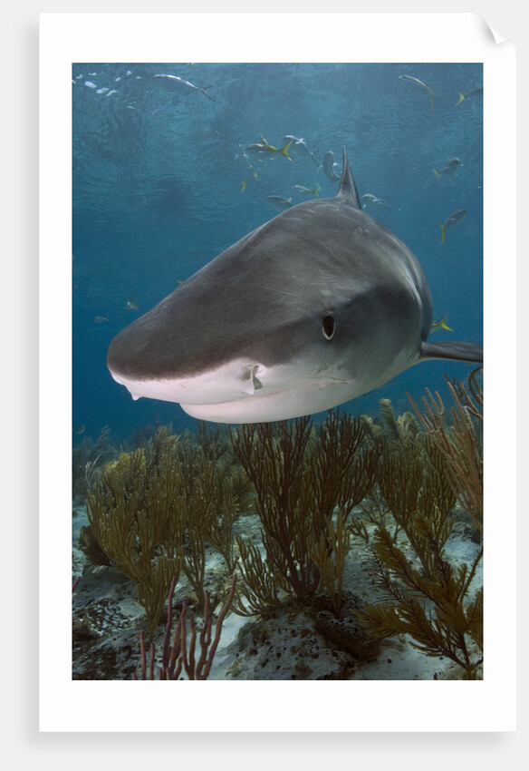Tiger Shark in the Bahamas by Anonymous