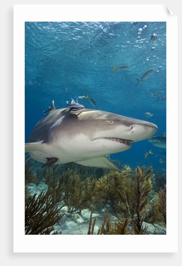 Lemon Shark in the Bahamas by Anonymous