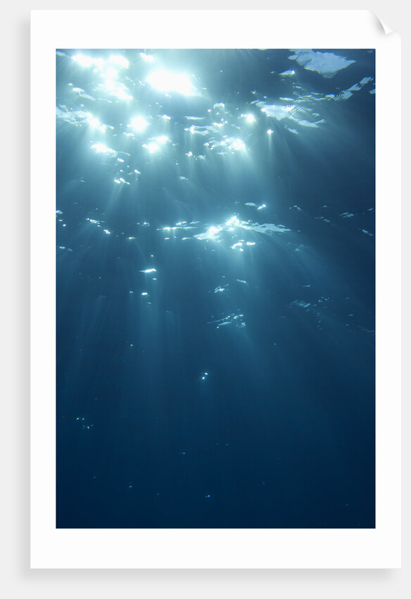 Sunbeams From Underwater by Anonymous