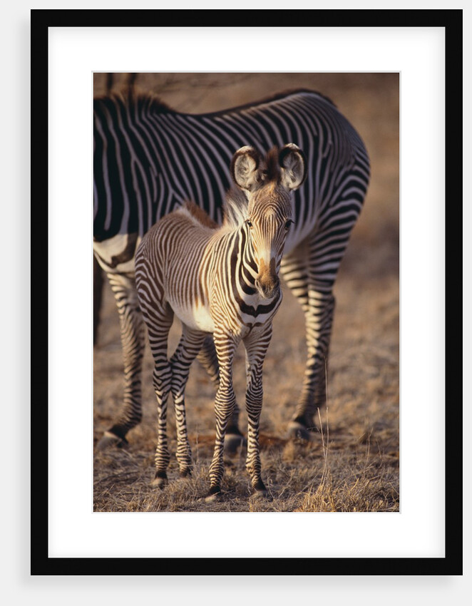 Baby Zebra by Anonymous