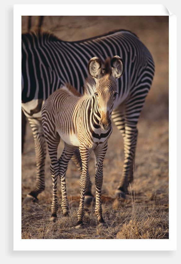 Baby Zebra by Anonymous