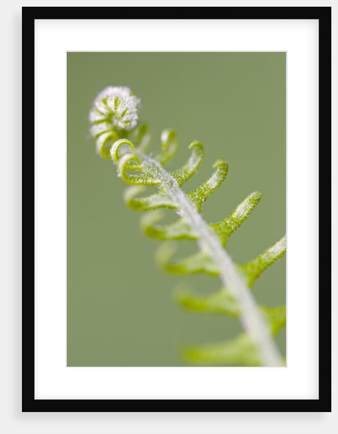 Curled Fern Frond by Anonymous