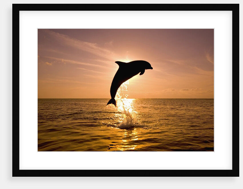 Dolphin Breaching at Sunset by Anonymous