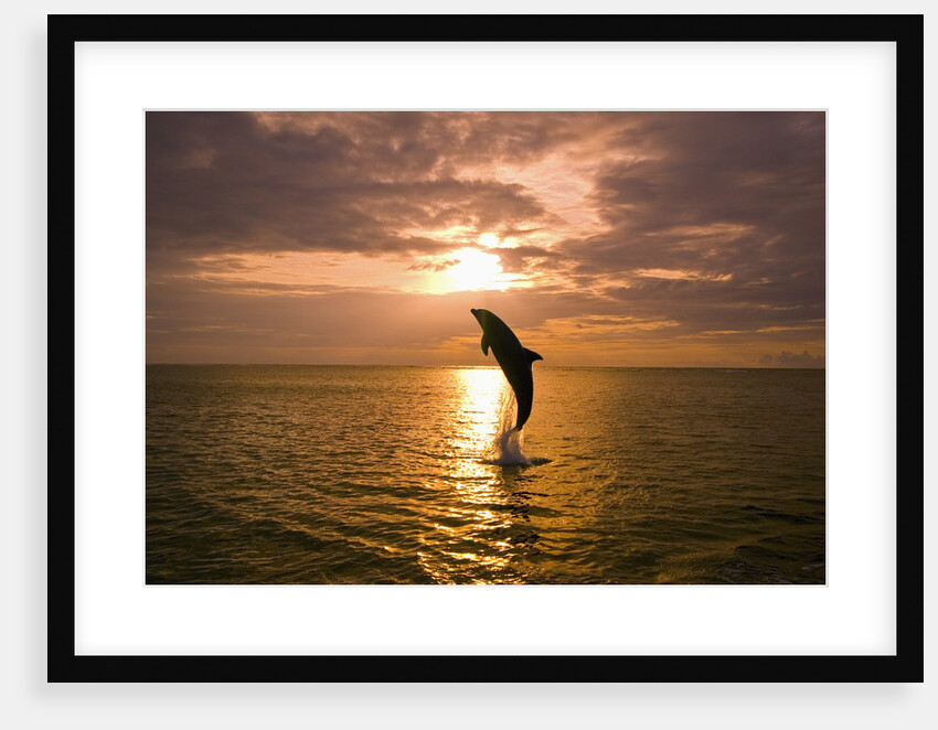 Dolphin Breaching at Sunset by Anonymous