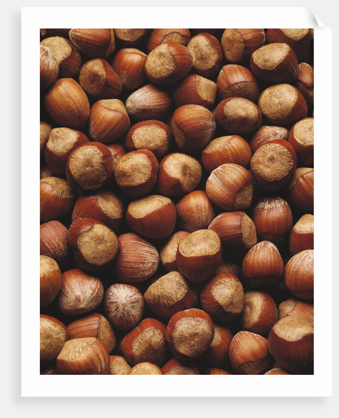 Hazelnuts in Shells by Anonymous