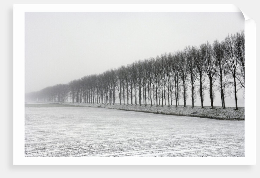 Dike with Cottonwoods in Winter by Anonymous