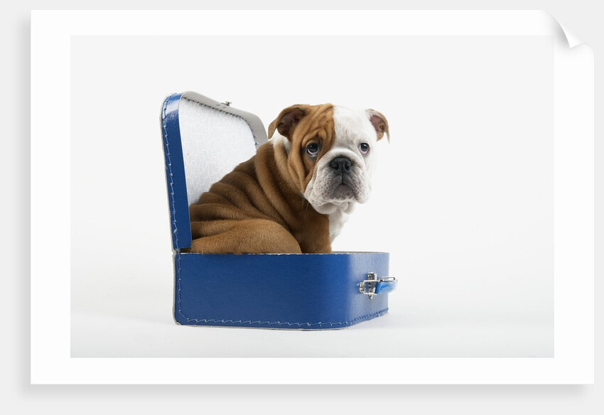 English Bulldog Puppy Sitting in a Lunch Box by Anonymous