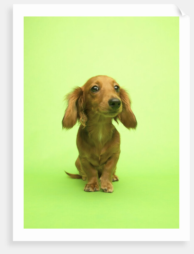 Long-haired Dachshund by Anonymous