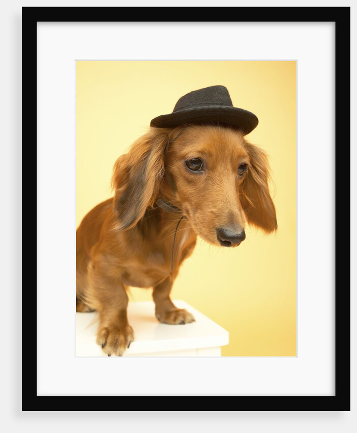Dachshund Wearing Fedora by Anonymous