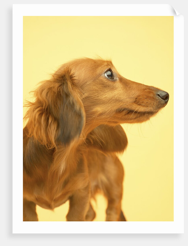 Long-haired Dachshund by Anonymous