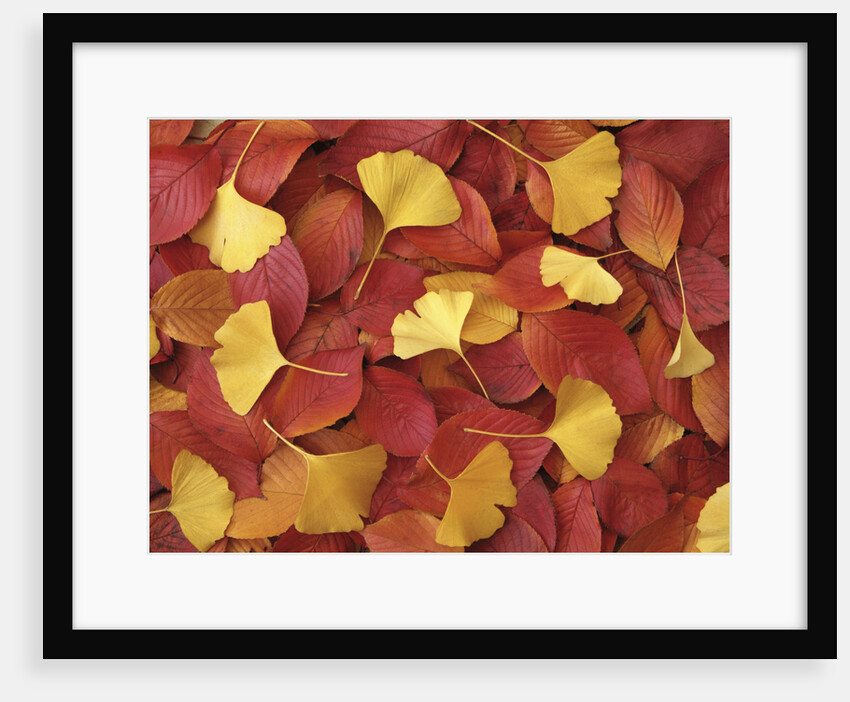 Autumnal Ginko and Dogwood Leaves by Anonymous