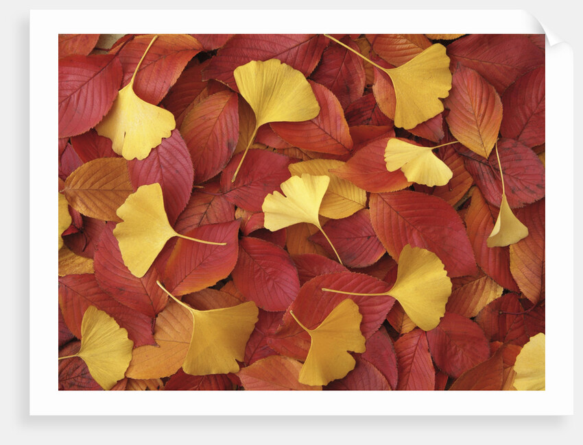 Autumnal Ginko and Dogwood Leaves by Anonymous