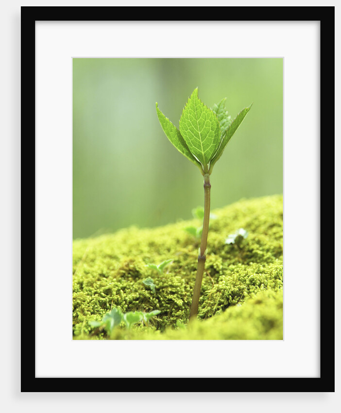 New Seedling by Anonymous