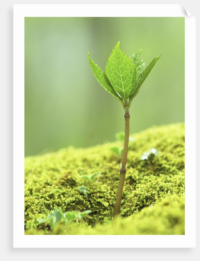 New Seedling by Anonymous