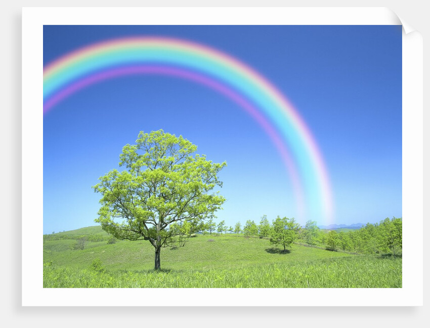 Rainbow Over a Tree by Anonymous