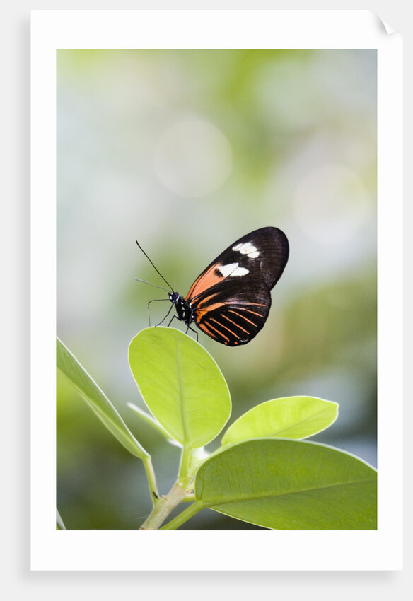 Postman Butterfly Sitting on Leaf by Anonymous