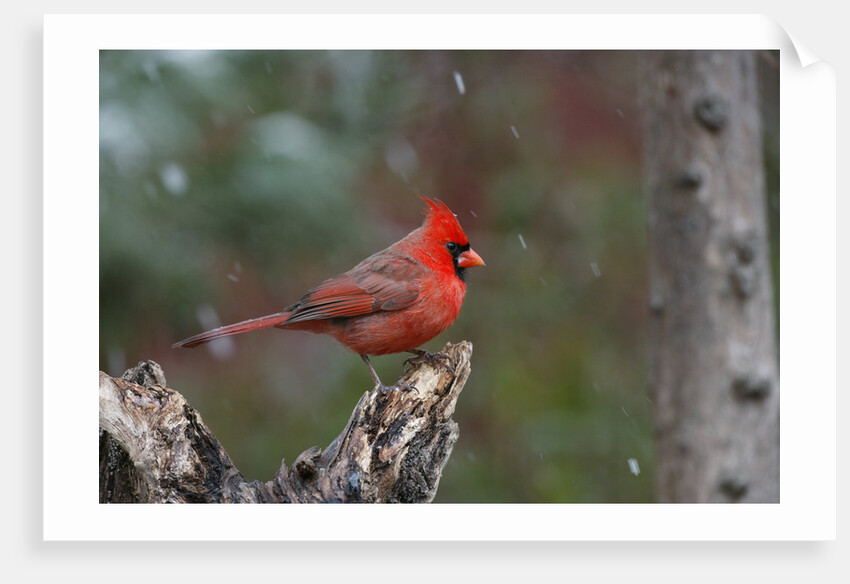 Cardinal, State Bird of North Carolina by Anonymous