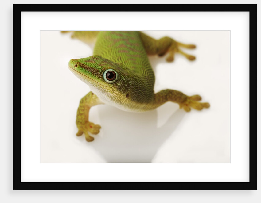 Day Gecko by Anonymous